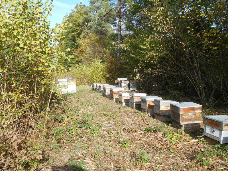 La ruche Pelin Touracine